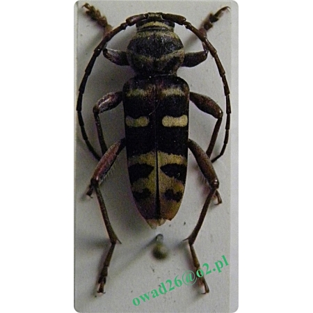 Plagionotus detritus (Linnaeus, 1758)